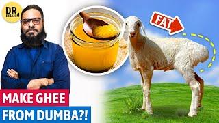 Dumba Ki Charbi Se JANGLI GHEE Banane?! Fat-Tailed Sheep | Dr. Ibrahim