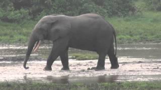 Lango Camp, Republic of Congo: Forest Elephant, Forest Buffalo