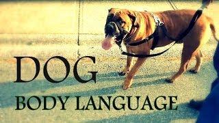Understanding Dog Body Language - Learn how to read dogs behavior better