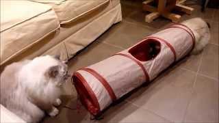 Crinkle Tunnel for Cats: SmartyKat Crackle Chute Cat Toy Collapsible Tunnel Review - Floppycats