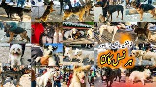 Dogs Mandi, Lahore 25 Feb | Tollinton Market Lahore Dogs Kohat Dogs Special Dogs Market