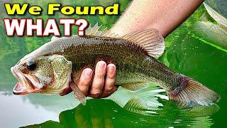 We Found a GIANT School of Bass! How Many Did We Catch?