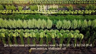 Питомник хвойных декоративных растений T&M garden