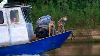 Fluffy gang on the Yenisei. The bear ran into it himself, Taimen on Kellogg got a great bite....