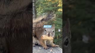 SQUIRREL!! Pt 46 #busted #squirrelvideo #squirrel #squirrellover #squirrels #nomnomnom #cuteanimal