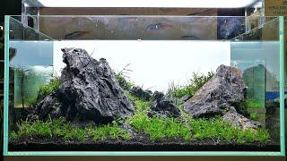 THE 3 AQUASCAPES of the LIVE AQUASCAPING WEEKEND at De Wase Aquarium