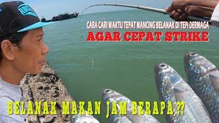 Waktu Terbaik Mancing Belanak Di Tepi Dermaga Agar Mudah Cepat Strike