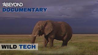 Animals Super Communication | Wild Tech | S1E02 | Beyond Documentary