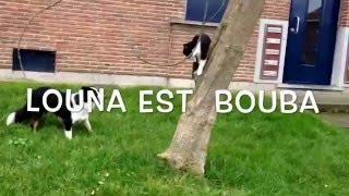 Louna la chienne  est le chat bouba