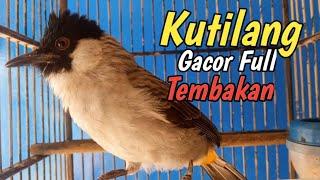 Pancingan Burung Kutilang Gacor Full isian Cucok ijo