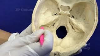 Posterior cranial fossa