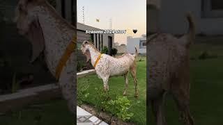 Bakra Eid 2024 in pak #funny #makeup #syedian #comedysong #explore #unfrezzmyaccount #syedan #funny