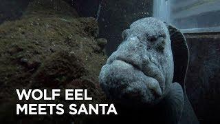 Wolf Eel Blanche Meets Santa