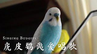 Singing Budgies 