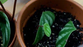 Watermelon Peperomia Complete Care + Propagation Guide