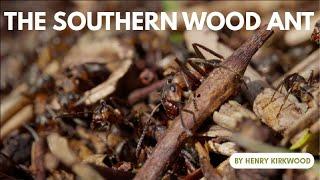 The Southern Wood Ant: how they benefit the woodland ecosystem