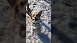 amazing dog tricks #dogtricks #corgitricks #corgi