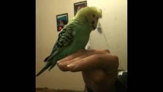 Sunny the budgie talking