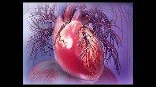 Visible Body | Virtual 3D Human Heart Anatomy Walkthrough