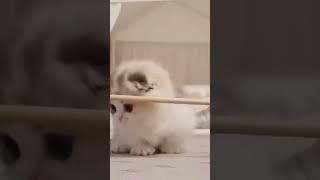 So cute... #cat #catvideos #cats