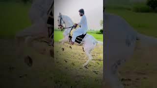 Horse with dance |MH Village video️|goray ka dance|#ytshorts #shorts #dance #viral # #horse