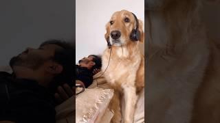 Subscribe for more video like this #goldenretriever #doglover #puppies