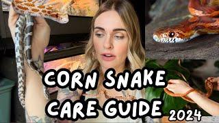 Corn Snake Care Guide, Corn Snakes For Beginners, Basic Care and Intro