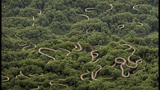 The Awesomeness of Brazil's Snake Island: The Mystery of the Island and the Ban on Human Arrivals