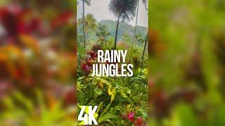 Rainy Day in Jungles with Nature Sounds - 4K Tropical Rainforest in Hawaii for Vertical Screens