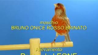 maschio BRUNO ONICE ROSSO BRINATO.All.Pasquale LEONE