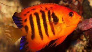 Facts: The Flame Angelfish