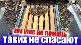 Пчелы, которые не могут перезимовать зимой на пасеке, их не спасают. Гибель пчел зимой