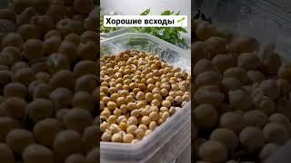 МИКРОЗЕЛЕНЬ Горох - хорошие всходы