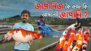 জাপানিজ কৈ কার্প, কি আসলেই জাপানি?  Japanese Koi Fish Isn't Japanese or what? | Fayyad Agro