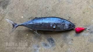 Slow trolling baits for Spanish Mackerel - tips and tricks and bait rigging.