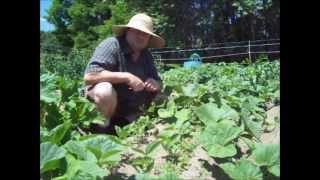 How To Spot Cucumber Beetles And Bacterial Wilt - Garden Pests And Diseases