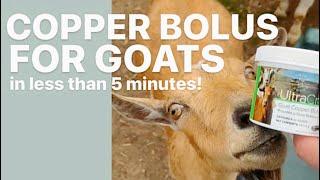 Wrangling Goats | Easiest Way To Give Copper Bolus #nigeriandwarfgoats #babygoats #goats #goatfarm