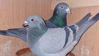 Top 6 Racing Pigeon Bloodlines That Dominate the Sport||Best Racing Pigeon Bloodlines The Champions