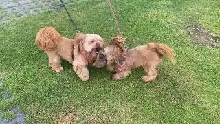 Brown Shih tzus playing fight game