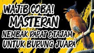  MASTERAN NEMBAK RAPAT & TAJAM – SPEED GILA! BURUNG AUTO FIGHTER! #masteranburung #masterangacor