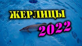 ЖЕРЛИЦЫ 2022. ЩУКА В МАРТЕ. ЩУКА НА ЖЕРЛИЦЫ.