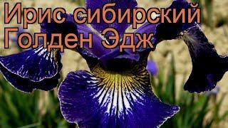 Ирис сибирский Голден Эдж (iris sibirica golden edge)  обзор: как сажать, саженцы ириса Голден Эдж