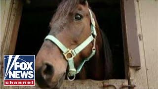 Advocate: Why eating horses would be good for everyone