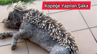 Köpeğe Yapılan Komik Şaka izle