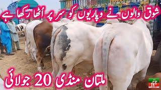 Multan Cow Mandi Fresh Latest Update Today 20-07-2024 | Gulabi Nukre Brahman Bachre | Cow Mandi 2025