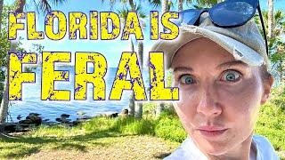 FLORIDA IS FERAL