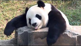  Panda Funny Moment Videos Compilation
