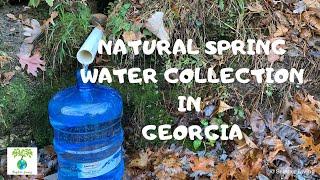 Natural Spring Water Collection in Georgia | SCIPHER LIVING