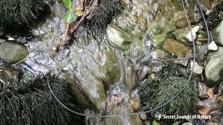 Underwater sound, river bed in summer - hydrophone audio recording