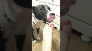 Dog licking feet for 7 min